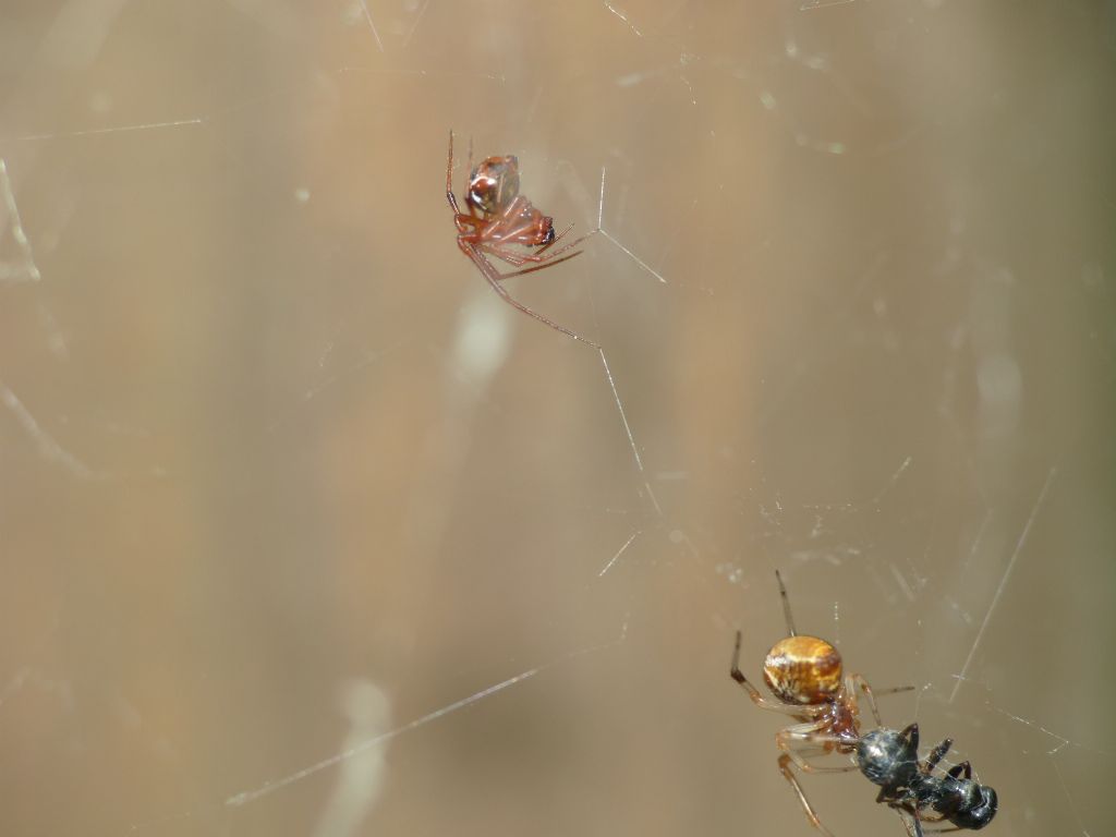 Maschio giovane di Parasteatoda lunata